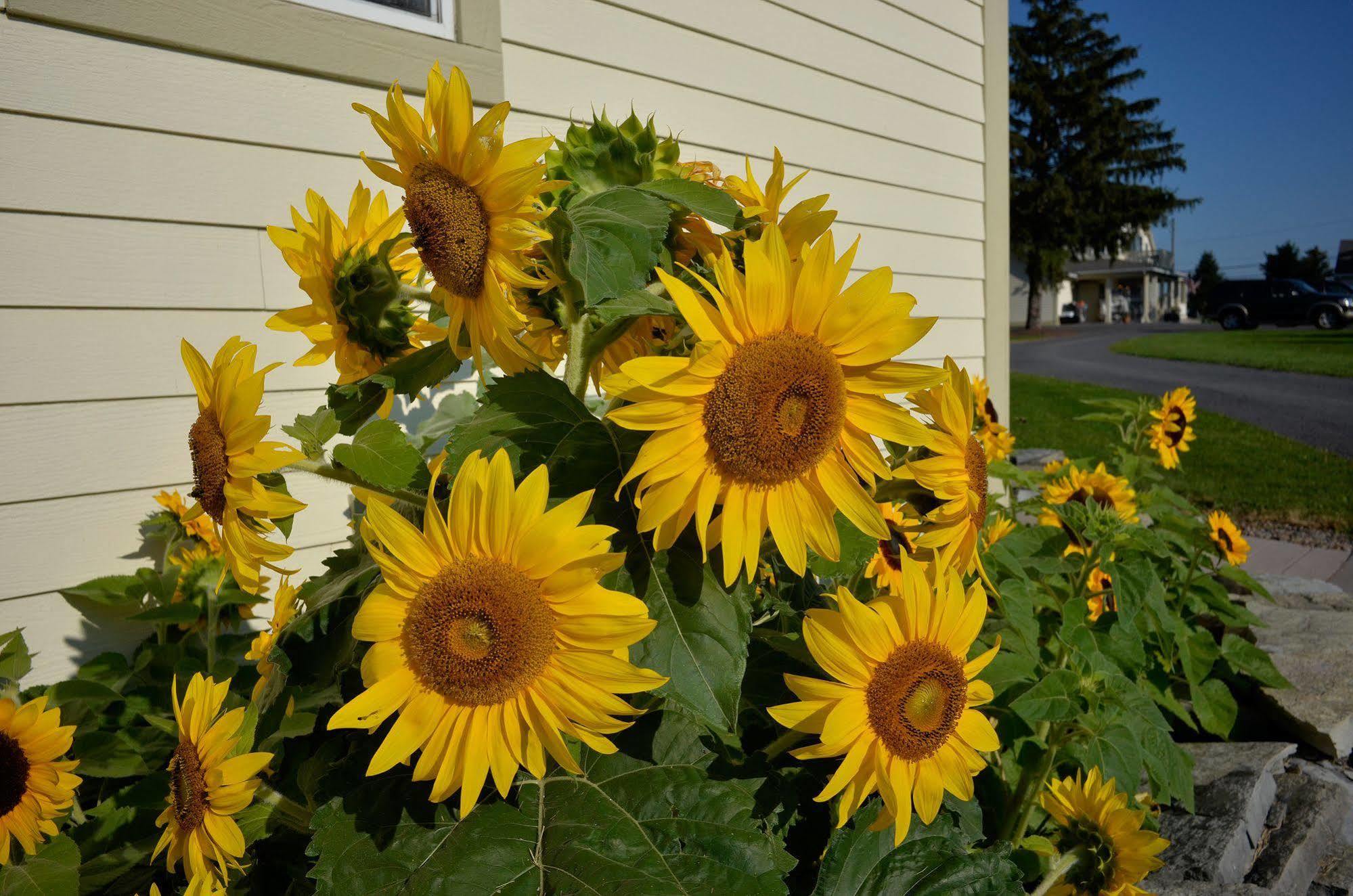 Skaneateles Suites Exterior foto